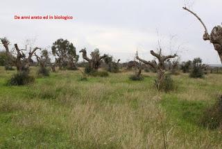 Oliveto condotto con il metodo biologico a Gallipoli del Salento leccese -  Contrada La Castellana.