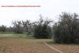 Oliveto condotto con il metodo biologico a Gallipoli del Salento leccese -  Contrada La Castellana.