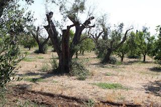 Oliveto condotto con il metodo biologico a Gallipoli del Salento leccese -  Contrada La Castellana.