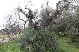 Oliveto condotto con il metodo biologico a Gallipoli del Salento leccese -  Contrada La Castellana.