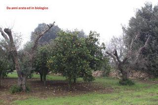 Oliveto condotto con il metodo biologico a Gallipoli del Salento leccese -  Contrada La Castellana.