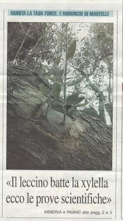 Xylella 29 gennaio 2016