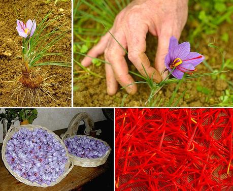 A Tavola con lo Zafferano delle Colline Fiorentine: Giallo nel Piatto