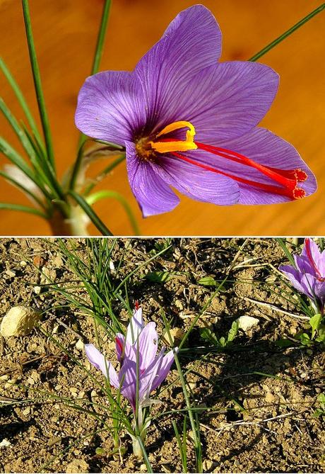 A Tavola con lo Zafferano delle Colline Fiorentine: Giallo nel Piatto