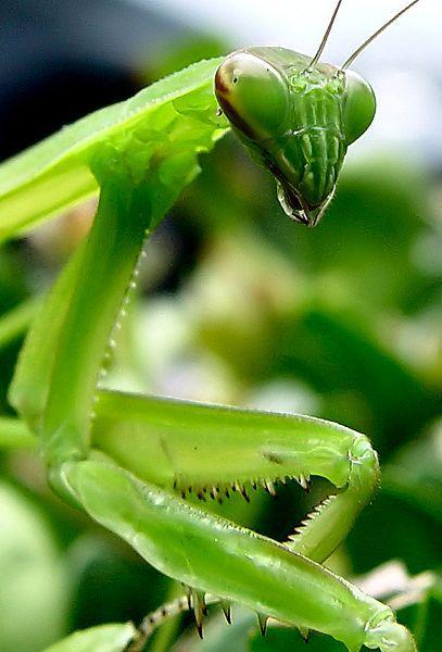 407px-Praying_Mantis_by_clearlyambiguous