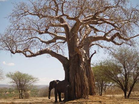 Tarangire-safari-lodge