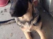 CAVA MANARA (pv). Thor, l’ennesimo cucciolo rubato.