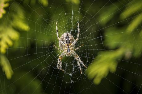 Araneus diadematus waiting for dinner to arrive