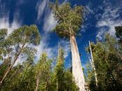 incendi Tasmania mostrano mondo sempre caldo