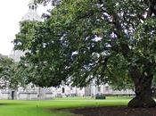 Trinity College profumo libri.