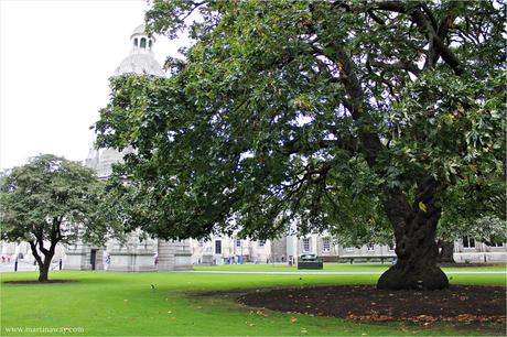 Il Trinity College e il profumo dei libri.