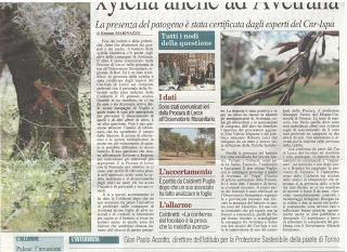 Xylella 2 febbraio 2016