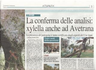 Xylella 2 febbraio 2016