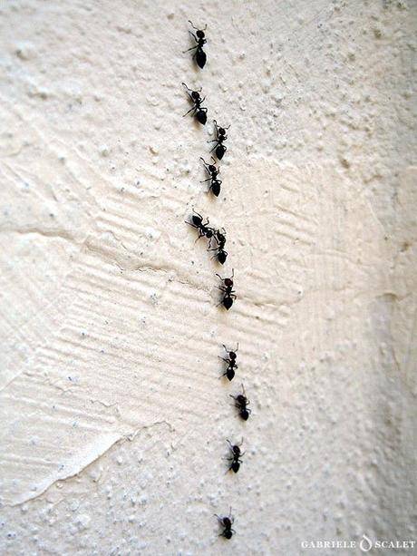 Il mondo delle formiche 2 – L’eusocialità