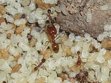 Pheidole_pallidula