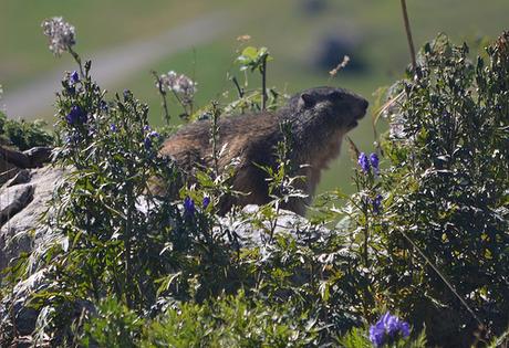 Piani di Artavaggio (Marmotta)