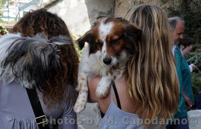 Controlli anti leishmaniosi e chippatura 2016 a POSITANO