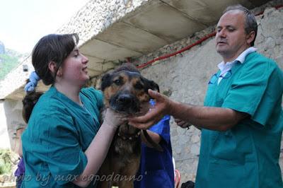 Controlli anti leishmaniosi e chippatura 2016 a POSITANO