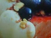 panna cotta mirtilli