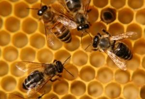 api altrimondi news