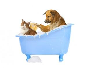 Detergenti naturali cani e gatti