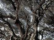 L'ulivo saraceno Montalbano