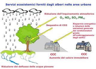 IL VALORE DI ALBERI ED AREE VERDI