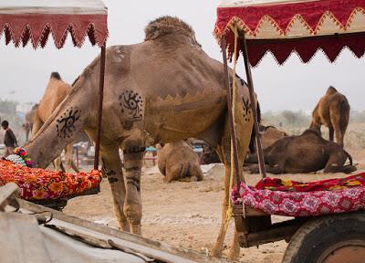 Rajastan 17 - Alla fiera dei cammelli