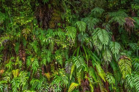 Milford Sound e Milford road: informazioni utili e un mare di foto