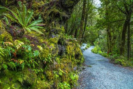 Milford Sound e Milford road: informazioni utili e un mare di foto