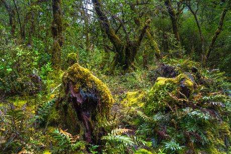 Milford Sound e Milford road: informazioni utili e un mare di foto