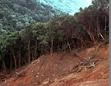 Paraguay: 14 milioni di alberi abbattuti in un mese