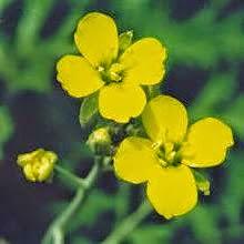 La pianta della voce: l'Erisimo