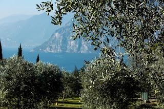 POTATURA DELL'OLIVO: FORMAZIONE PER GLI OLIVICOLTORI DEL GARDA