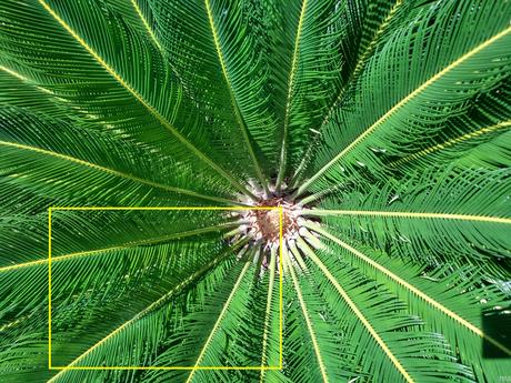 Plant2_HDR crop_area