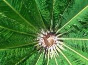 Scatti fotografici dallo Xiaomi piena risoluzione