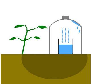 Ecco Una Tecnica Ingegnosa Per Irrigare Le Piante Risparmiando Molta Acqua