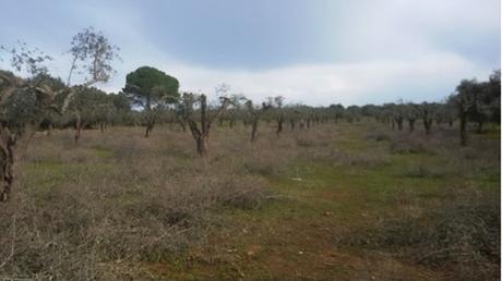 Aprile 2016 a Bari Workshop internazionale Xylella fastidiosa