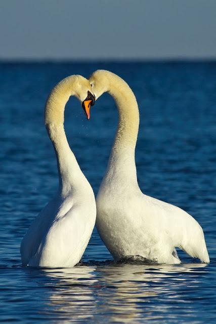 Tutto è pieno d'amore