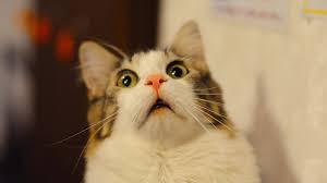 Nuove proposte: abolire Sanremo