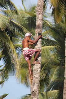Gli ‘’uomini scimmia” delle palme da cocco, un mestiere in via di estinzione
