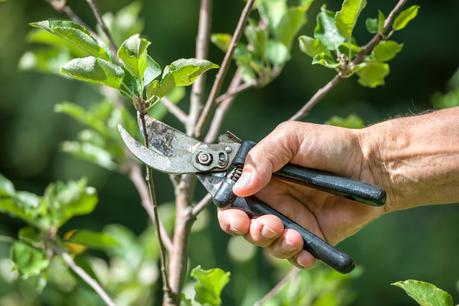 Pruning Of Trees With Secateurs