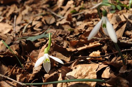 Ispirazione dal bosco (su Houzz)