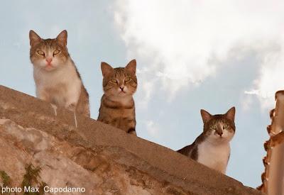 FESTA MONDIALE del GATTO ...