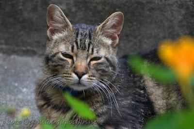 FESTA MONDIALE del GATTO ...