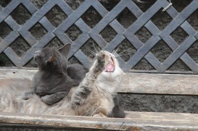 FESTA MONDIALE del GATTO ...