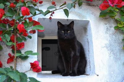 FESTA MONDIALE del GATTO ...