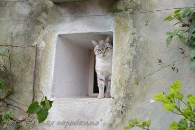 FESTA MONDIALE del GATTO ...