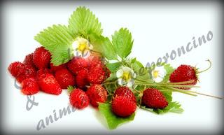 Proprietà della Fragola