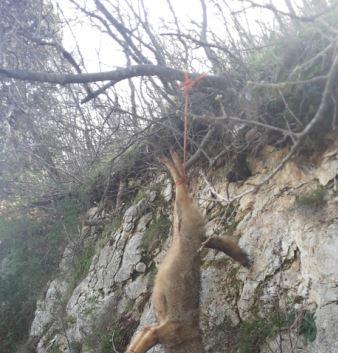 Un altro lupo ucciso sul Gargano